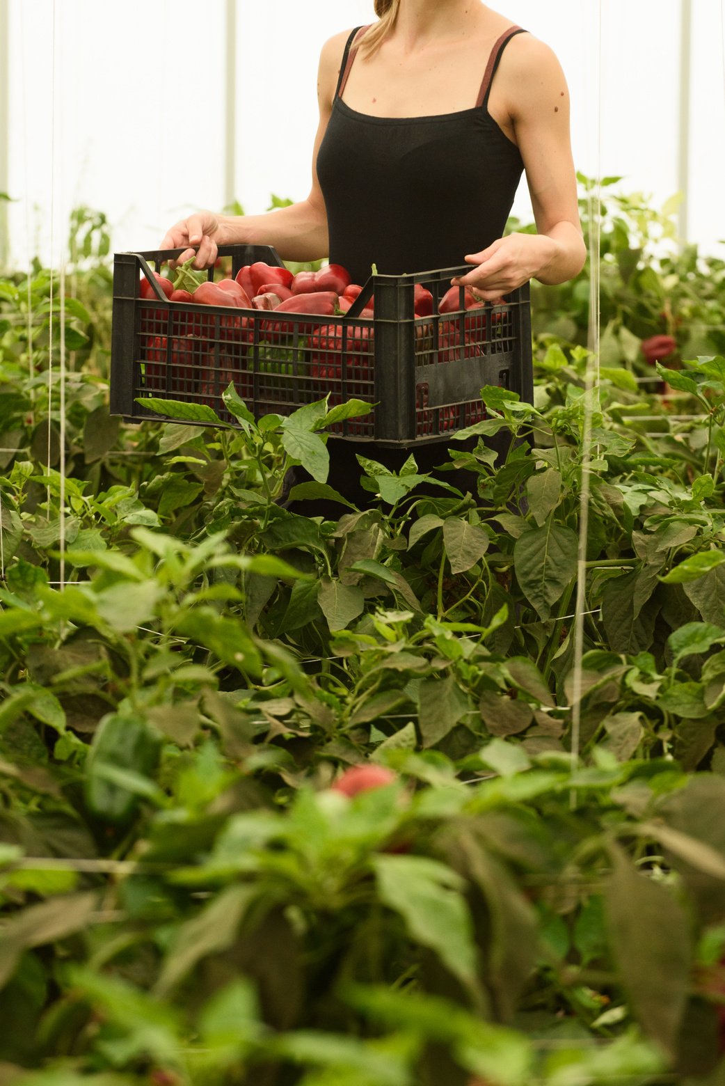 Regenerative Farmer Carrying Crate of Harvested Vegetables